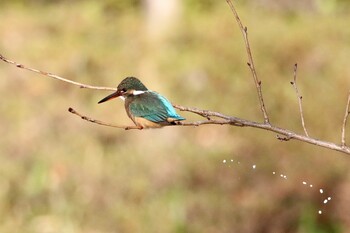 Common Kingfisher 東京都 Wed, 2/9/2022