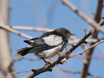 White-shouldered Starling 兵庫県芦屋市 Wed, 2/9/2022