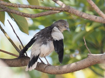 White-shouldered Starling 兵庫県芦屋市 Wed, 2/9/2022