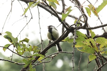 Japanese Tit Mitsuike Park Mon, 8/28/2017