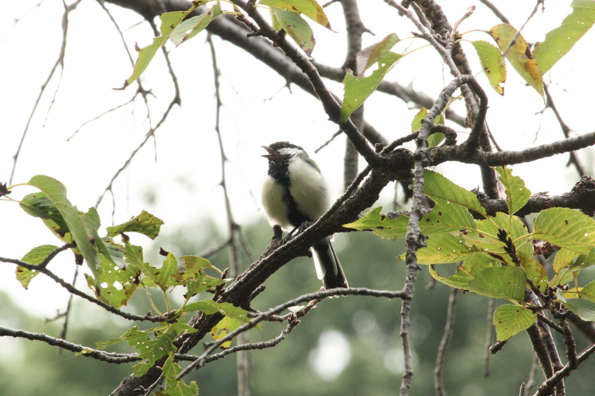 Photo of Japanese Tit at Mitsuike Park by Yuka