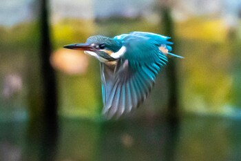 Common Kingfisher 東京都 Wed, 2/9/2022