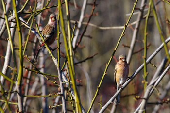 Siberian Long-tailed Rosefinch 杭瀬川スポーツ公園 Mon, 1/24/2022