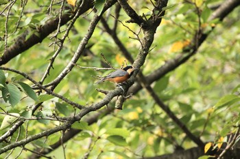 Varied Tit Mitsuike Park Mon, 8/28/2017