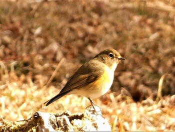 2022年2月5日(土) 箱根ビジターセンターの野鳥観察記録