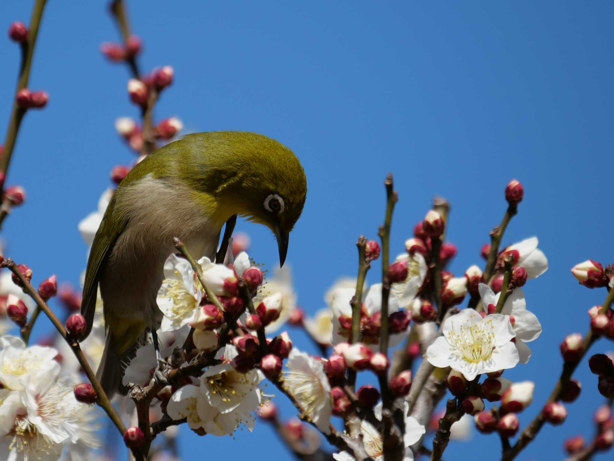 （メ）春、今の蜜はこれ・・ by little birds