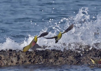 White-bellied Green Pigeon Unknown Spots Mon, 8/28/2017