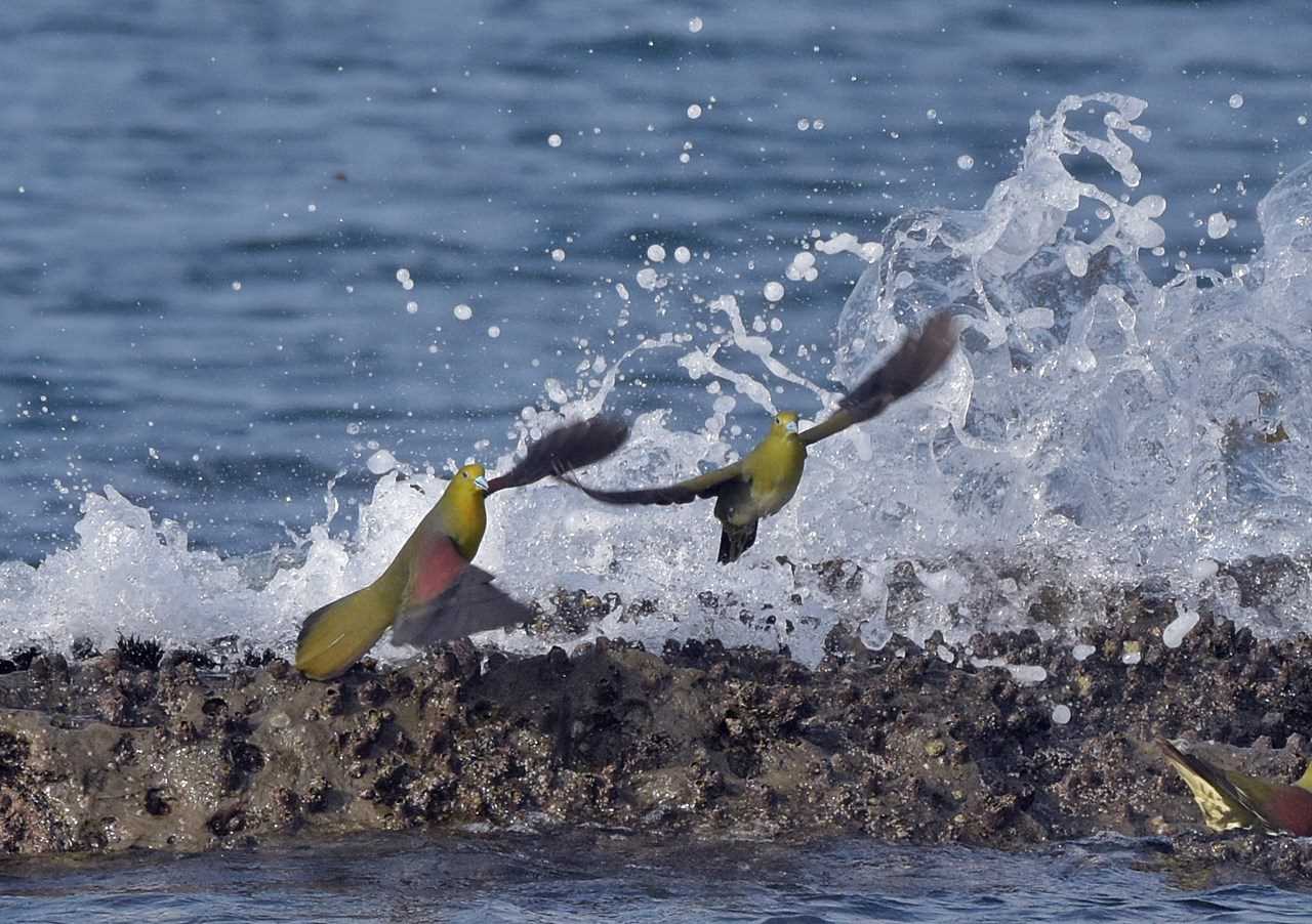  アオバトの写真 by くまのみ