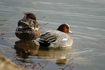 Eurasian Wigeon 駕与丁公園 Sun, 2/6/2022