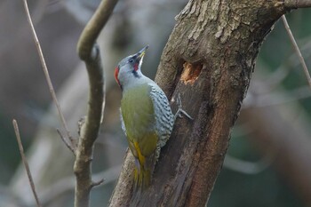 アオゲラ こども自然公園 (大池公園/横浜市) 2022年2月6日(日)