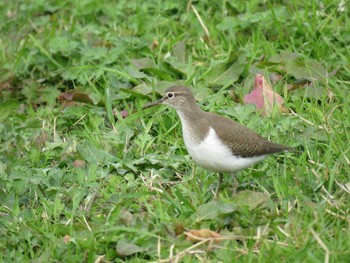 Common Sandpiper 愛知県 Unknown Date