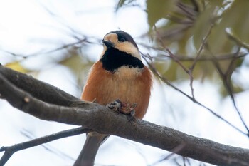 Varied Tit Nara Park Mon, 2/7/2022