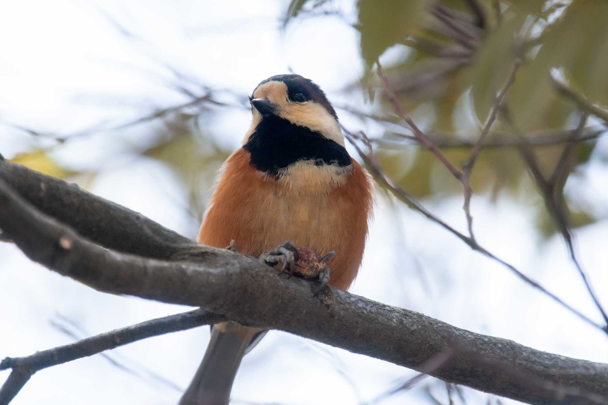 Photo of Varied Tit at Nara Park by veritas_vita