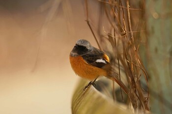 2022年2月9日(水) 早戸川林道の野鳥観察記録