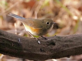 ルリビタキ 北本自然観察公園 2022年2月4日(金)