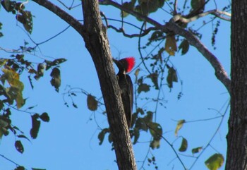 Lineated Woodpecker