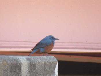 Blue Rock Thrush 愛知県 Unknown Date