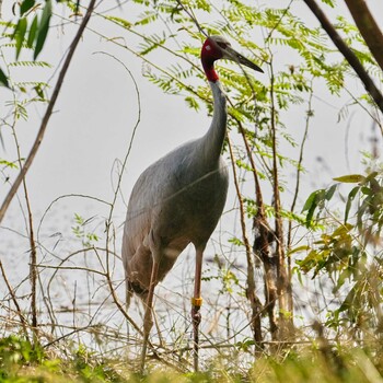 オオヅル Chorakhe Mak Reservoir No Hunting Area 2022年1月31日(月)