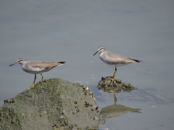 Grey-tailed Tattler 愛知県 Unknown Date