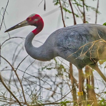 2022年1月31日(月) Chorakhe Mak Reservoir No Hunting Areaの野鳥観察記録