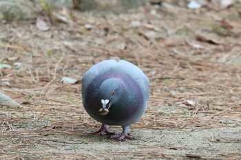 カワラバト 猪名川 2022年2月10日(木)