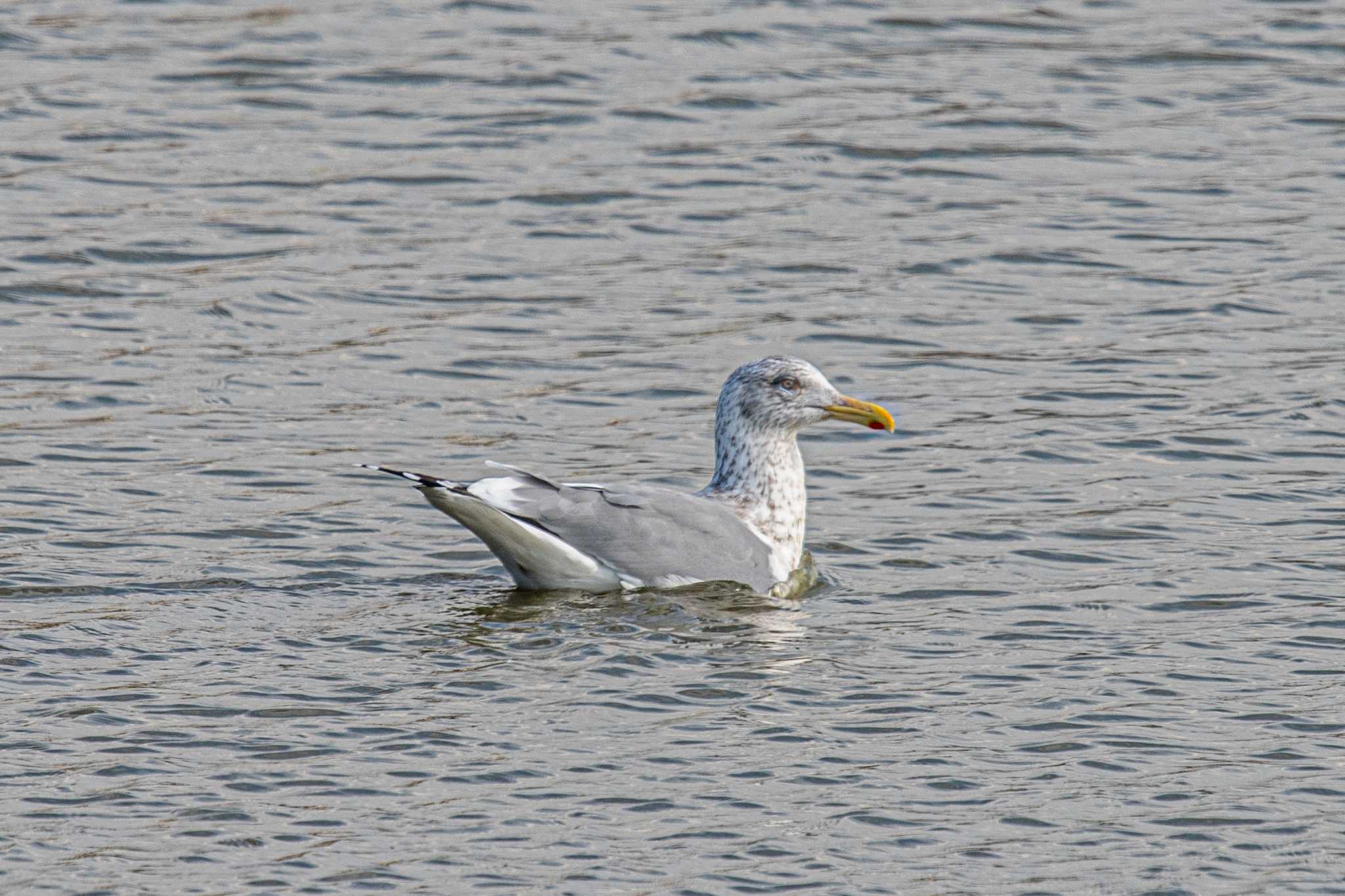 Photo of Common Gull at 皿池(明石市大久保町) by ときのたまお