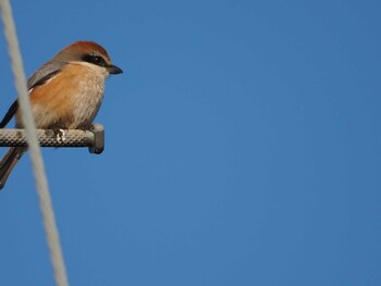 Bull-headed Shrike 霞ヶ浦 Thu, 1/27/2022