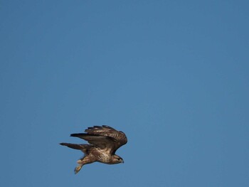 Eastern Buzzard 霞ヶ浦 Sun, 2/6/2022