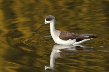 Black-winged Stilt 橿原市 Wed, 2/9/2022