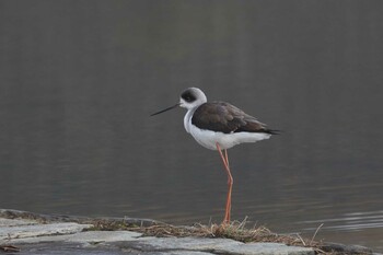 Black-winged Stilt 橿原市 Wed, 2/9/2022