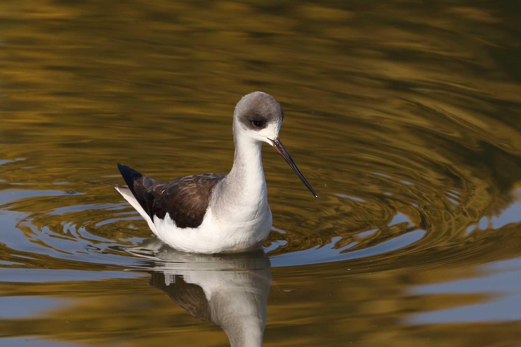 Photo of Black-winged Stilt at 橿原市 by SAKURA 8743