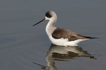 Black-winged Stilt 橿原市 Wed, 2/9/2022