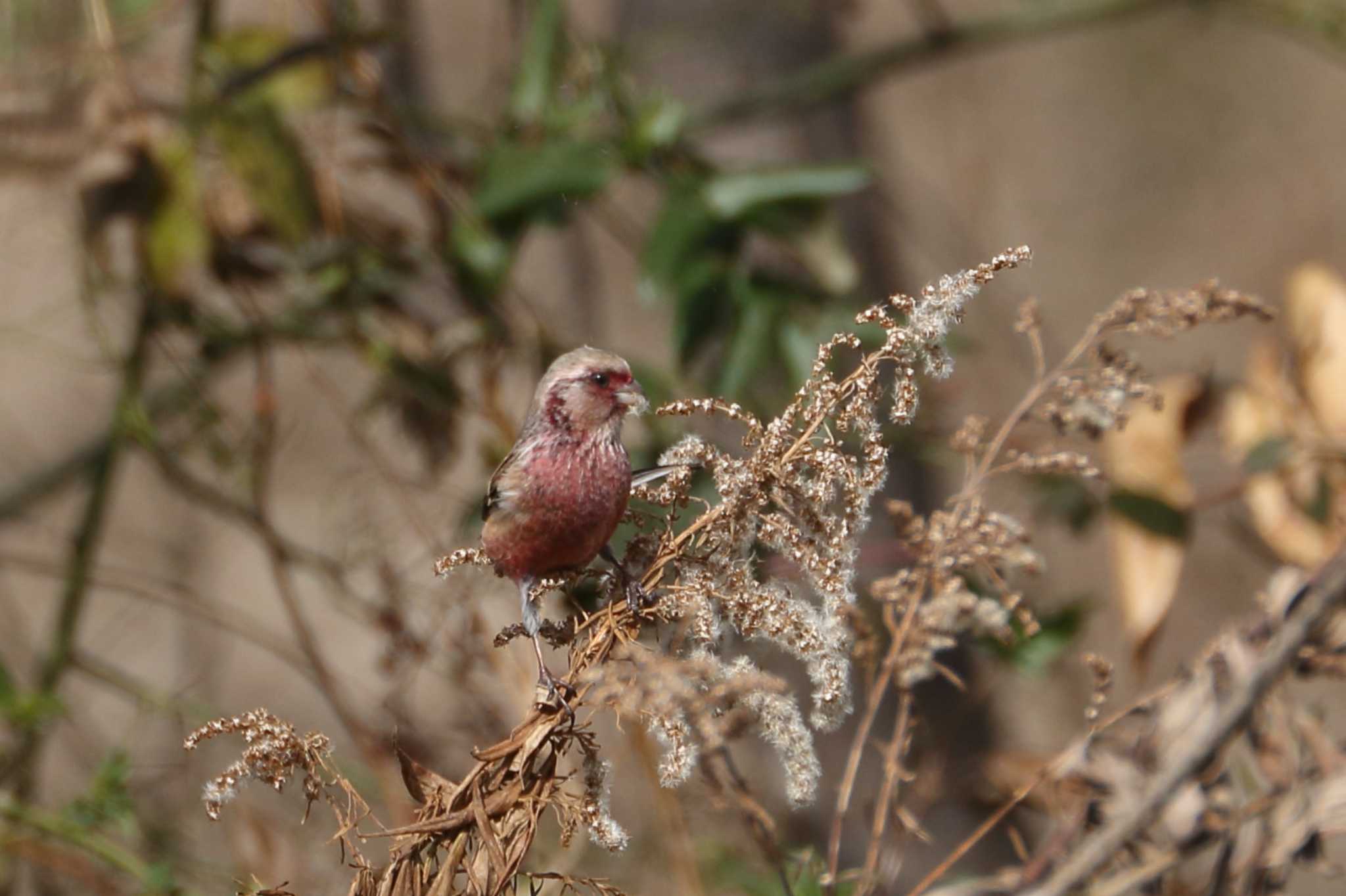 Photo of Siberian Long-tailed Rosefinch at 馬見丘陵公園 by SAKURA 8743