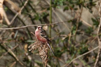 Siberian Long-tailed Rosefinch 馬見丘陵公園 Tue, 2/8/2022