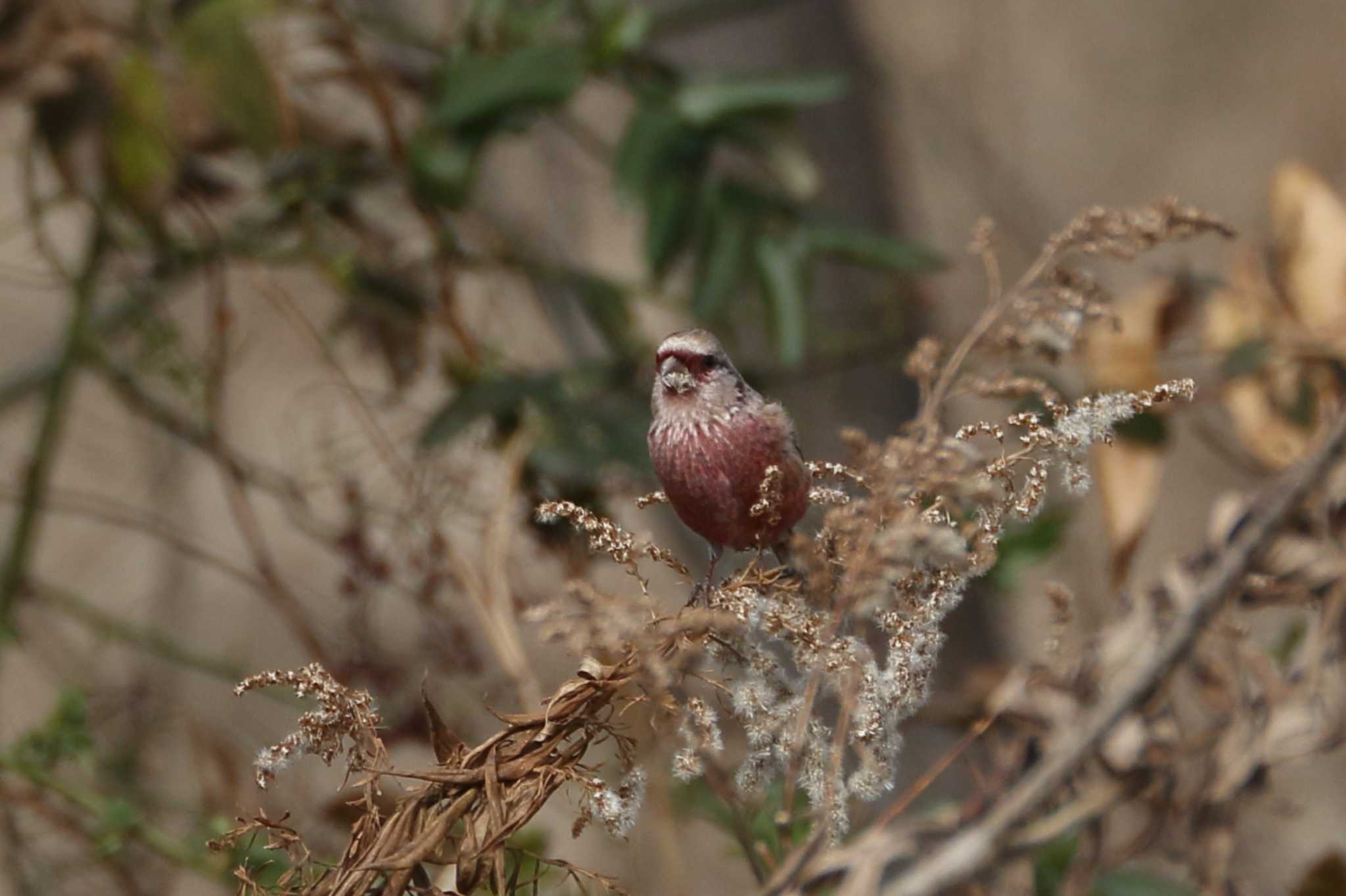 Photo of Siberian Long-tailed Rosefinch at 馬見丘陵公園 by SAKURA 8743