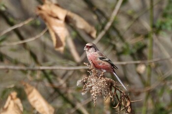 Siberian Long-tailed Rosefinch 馬見丘陵公園 Tue, 2/8/2022