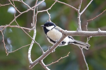 シジュウカラ 駕与丁公園 2022年2月6日(日)