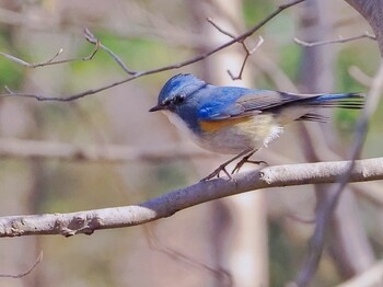 Red-flanked Bluetail Kitamoto Nature Observation Park Wed, 2/9/2022