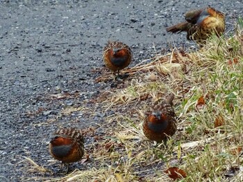 2022年2月10日(木) 舞岡公園の野鳥観察記録