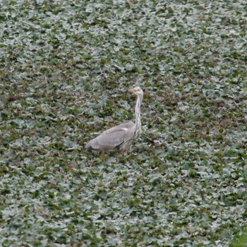 Grey Heron Lake Utonai Mon, 8/28/2017