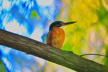 Common Kingfisher 五反野コミュニティ公園 Wed, 11/3/2021