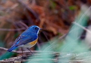 Red-flanked Bluetail Mizumoto Park Sun, 12/12/2021