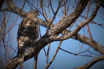 オオタカ 舎人公園 2022年2月1日(火)