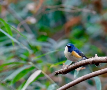 Red-flanked Bluetail Mizumoto Park Sun, 12/12/2021