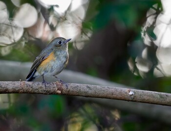 Red-flanked Bluetail Mizumoto Park Sun, 12/12/2021