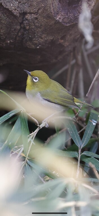 Warbling White-eye Meiji Jingu(Meiji Shrine) Sun, 12/12/2021