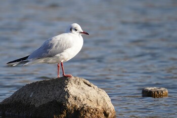 ユリカモメ 舎人公園 2022年2月1日(火)