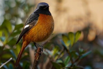 ジョウビタキ 五反野コミュニティ公園 2022年2月5日(土)