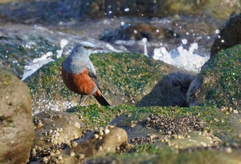 Blue Rock Thrush 城南島海浜公園 Tue, 2/8/2022