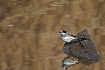 ハクセキレイ 舎人公園 2022年2月1日(火)